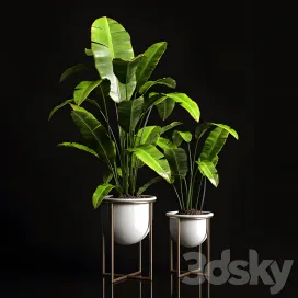 Houseplants banana tree